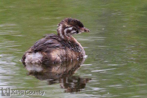 Photo of Podilymbus podiceps